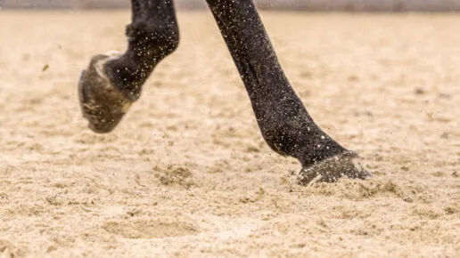 A horse's hooves in the arena surface