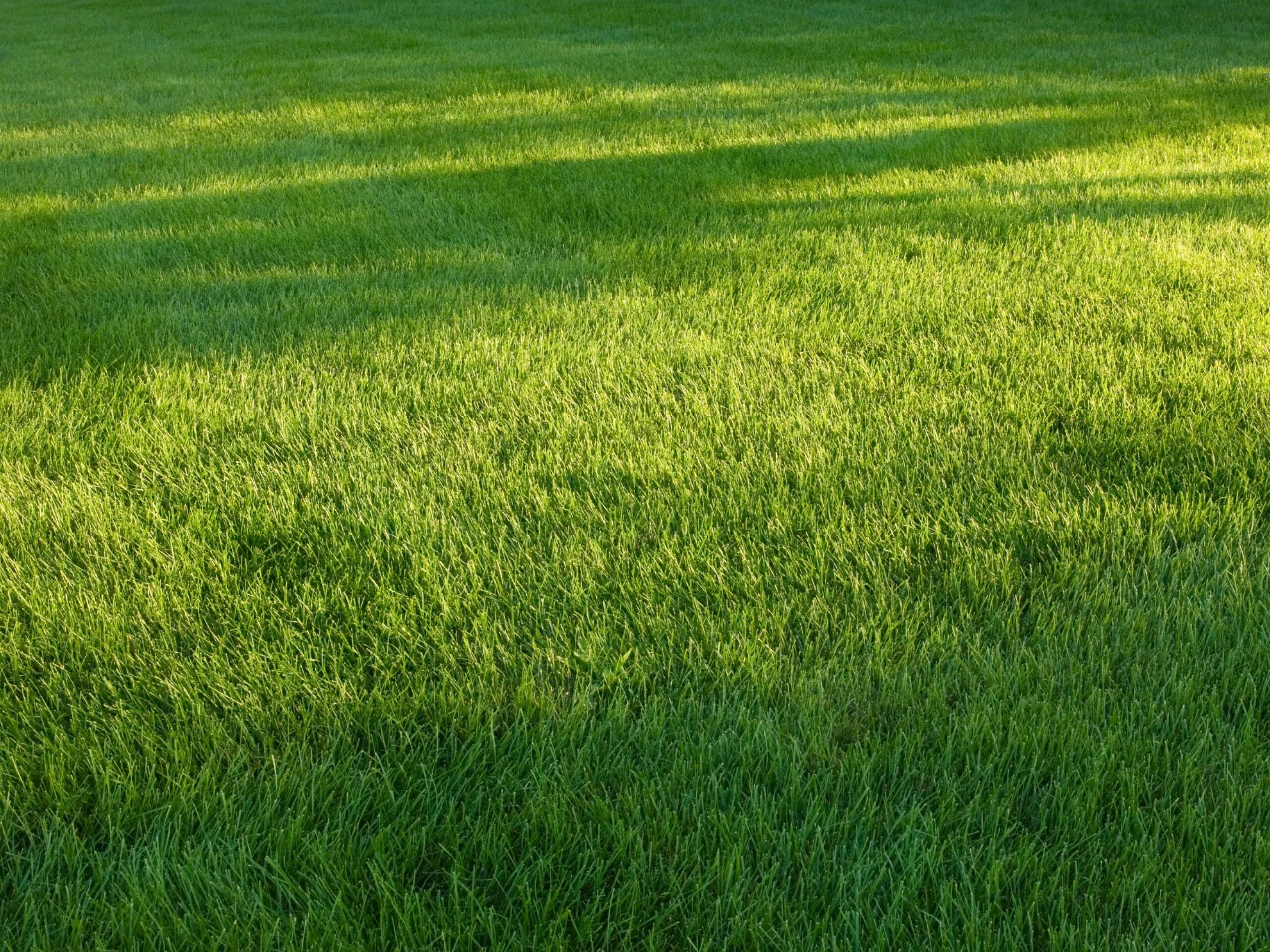 A field of lush, green grass