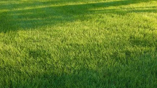 A field of lush, green grass