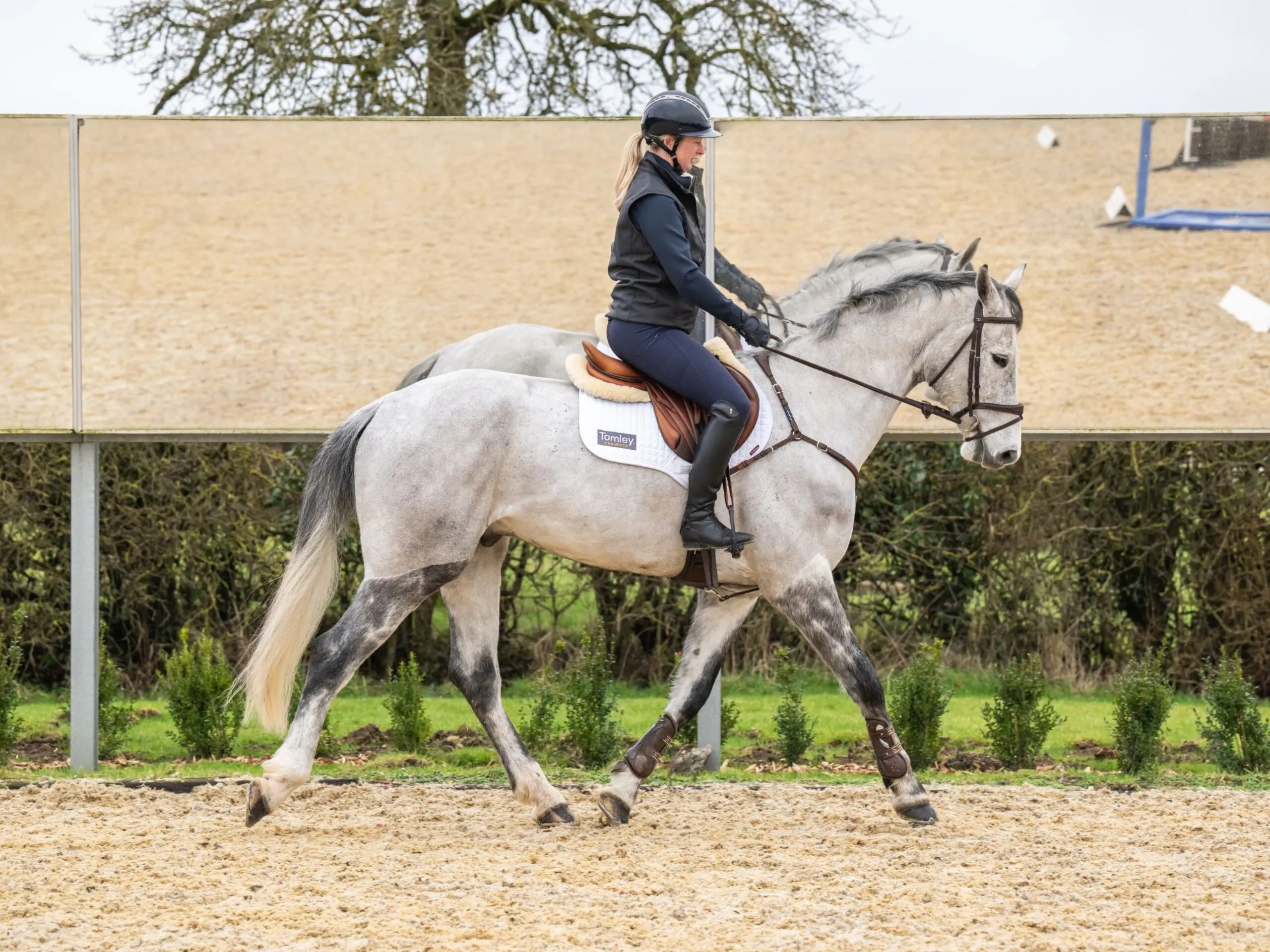 A grey horse trots in an arena in front of mirrors