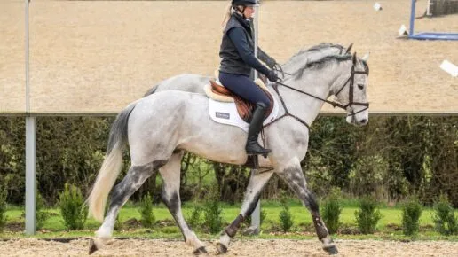 A grey horse trots in an arena in front of mirrors